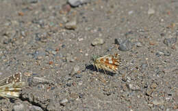 Image of Carline Skipper