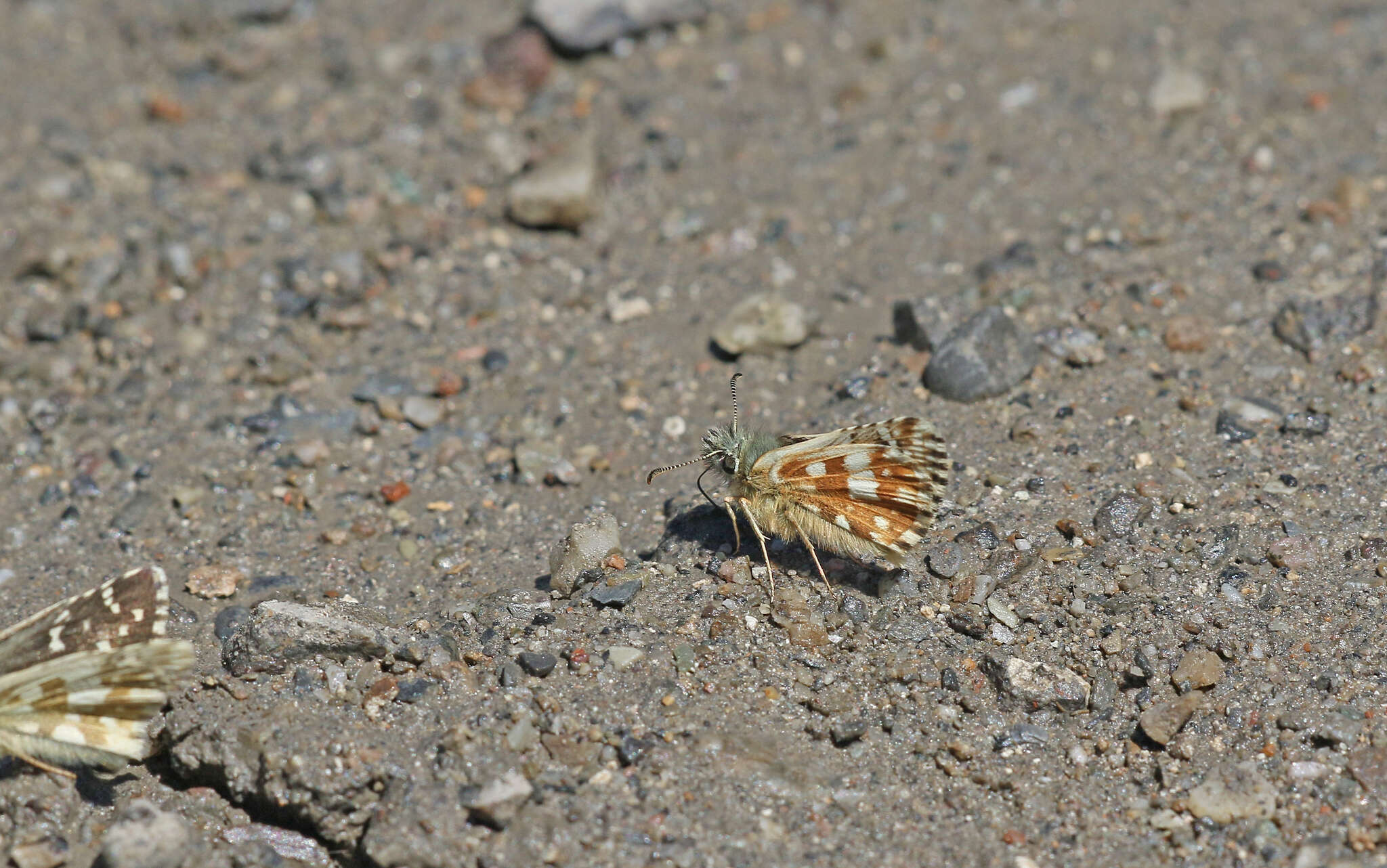 Image of Carline Skipper