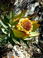 Image of Leucadendron pubibracteolatum I. J. M. Williams