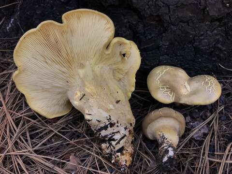 Image of Cantharocybe