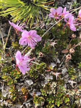 Image of Rhodothamnus