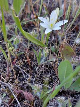 Image of Ornithogalum broteroi M. Laínz