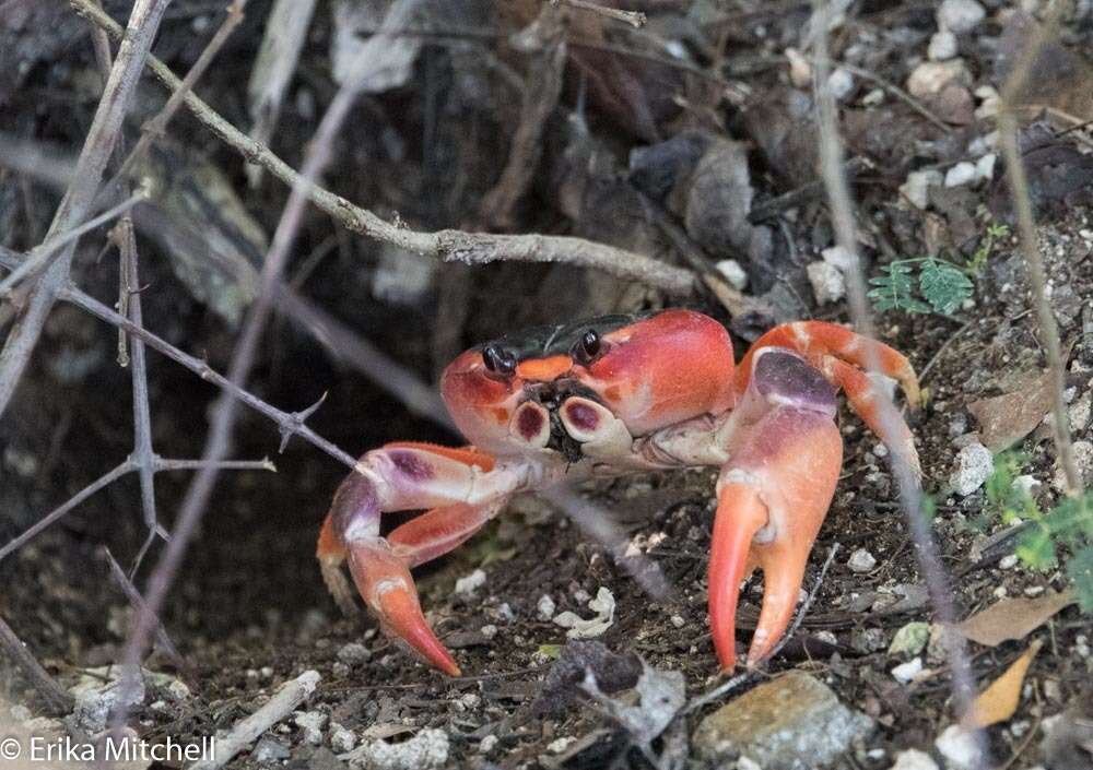 Image of Gecarcinus lateralis (Guérin 1832)