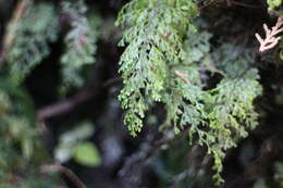 Image of Hymenophyllum paniculiflorum Presl