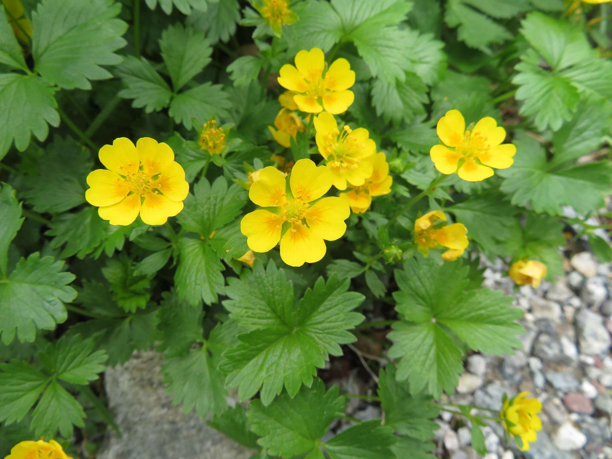 Image of Potentilla matsumurae Th. Wolf