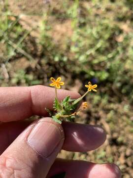 Image of Zaluzianskya divaricata (Thunb.) Walp.