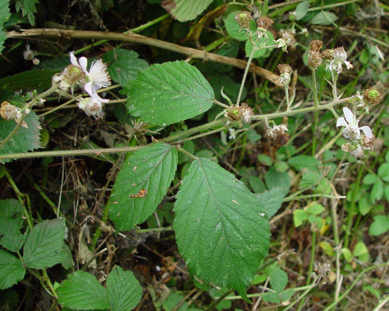 Image of Rubus albionis W. C. R. Watson