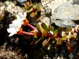 Imagem de Epilobium tasmanicum Hausskn.