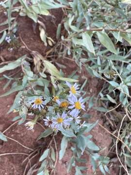 Image of gray aster