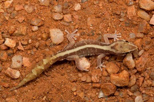 Image of Pale-striped Ground Gecko