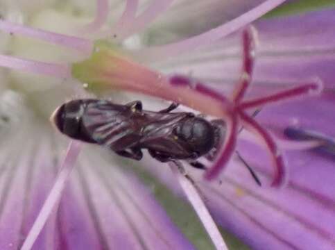 Image of Carpenter bee