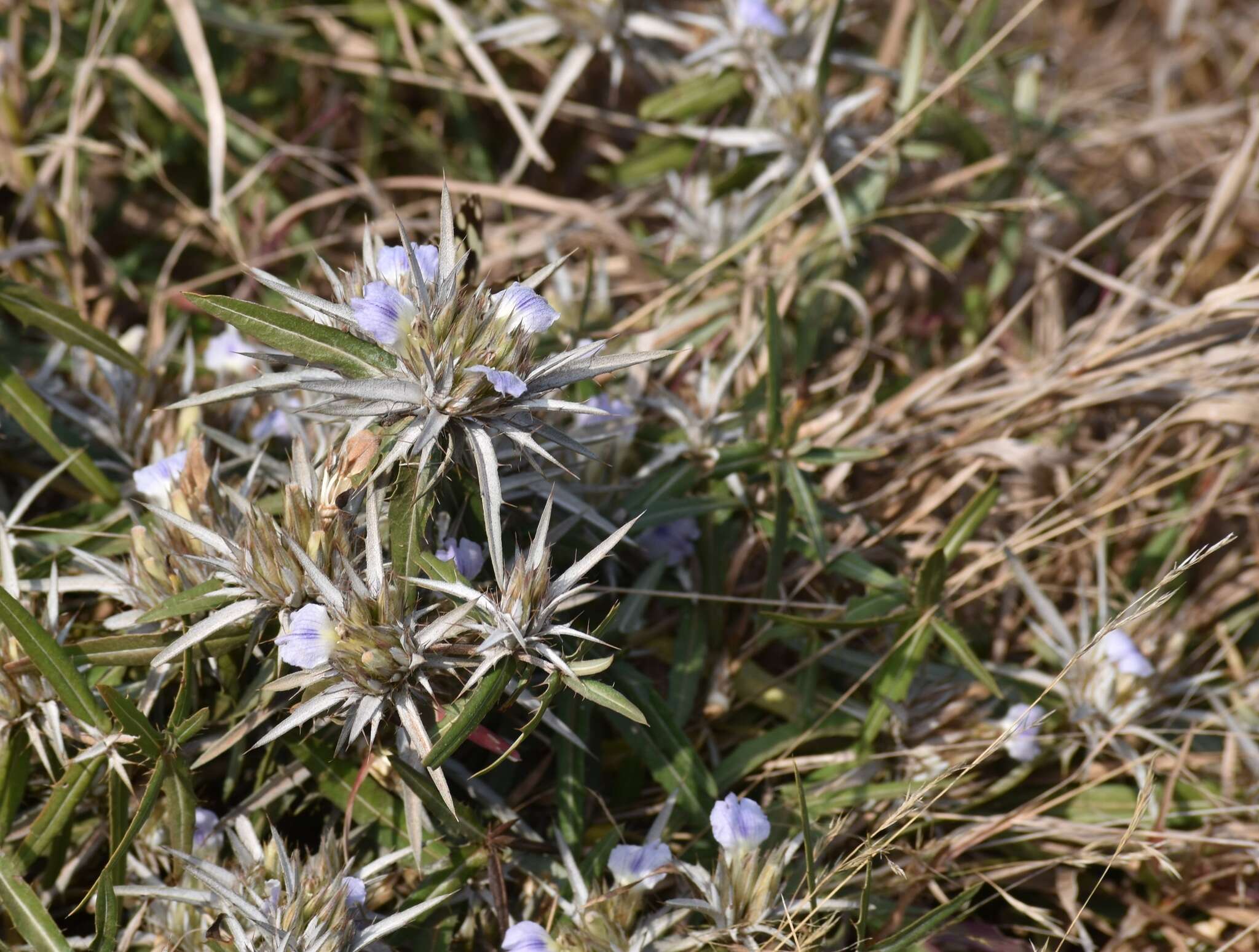 Blepharis acanthodioides Klotzsch resmi