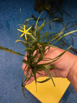 Image of grassleaf mudplantain