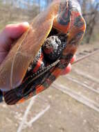 Image of Eastern Painted Turtle