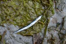 Image of Japanese sand lance