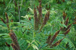 Image of desert false indigo