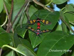 Image of <i>Euchromia elegantissima</i>