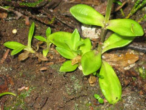 صورة Gentiana glauca Pall.