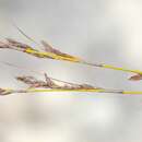 Image of Tetraria capillacea (Thunb.) C. B. Clarke