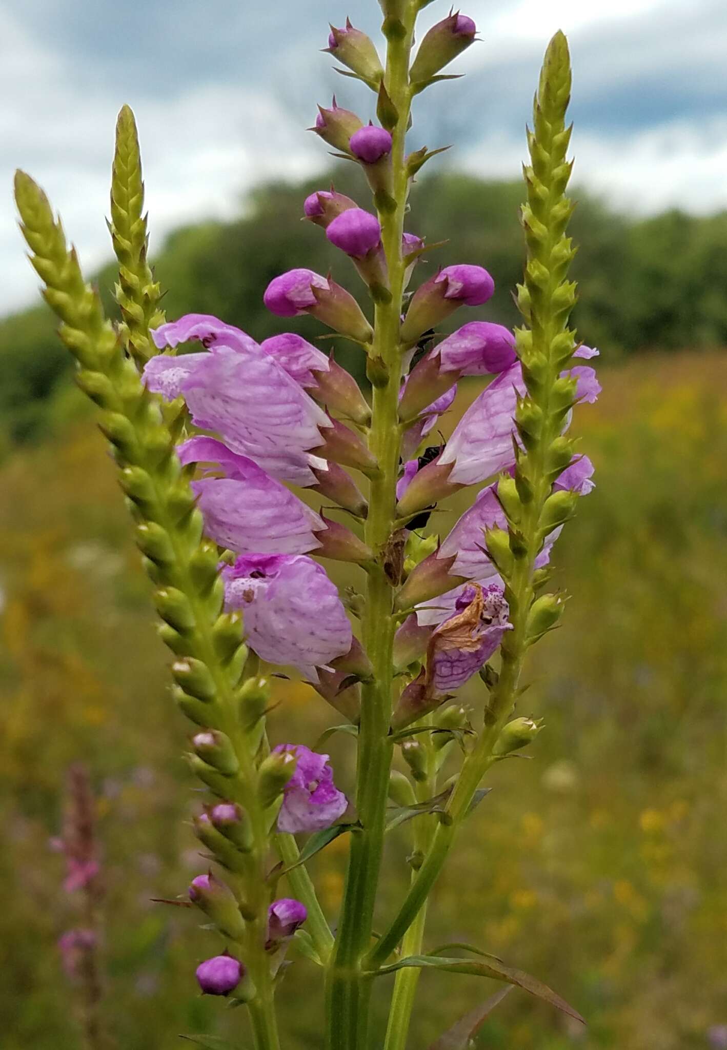 Image of obedient plant