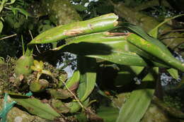 Image of rufous tiger orchid