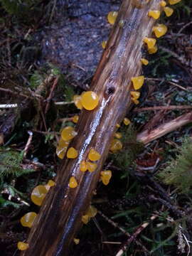 Image of Guepiniopsis alpina (Earle) Brasf. 1938