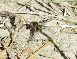 Image of Bombylius albicapillus Loew 1872