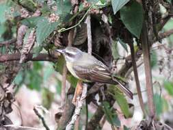 Image of Golden-crowned Flycatcher