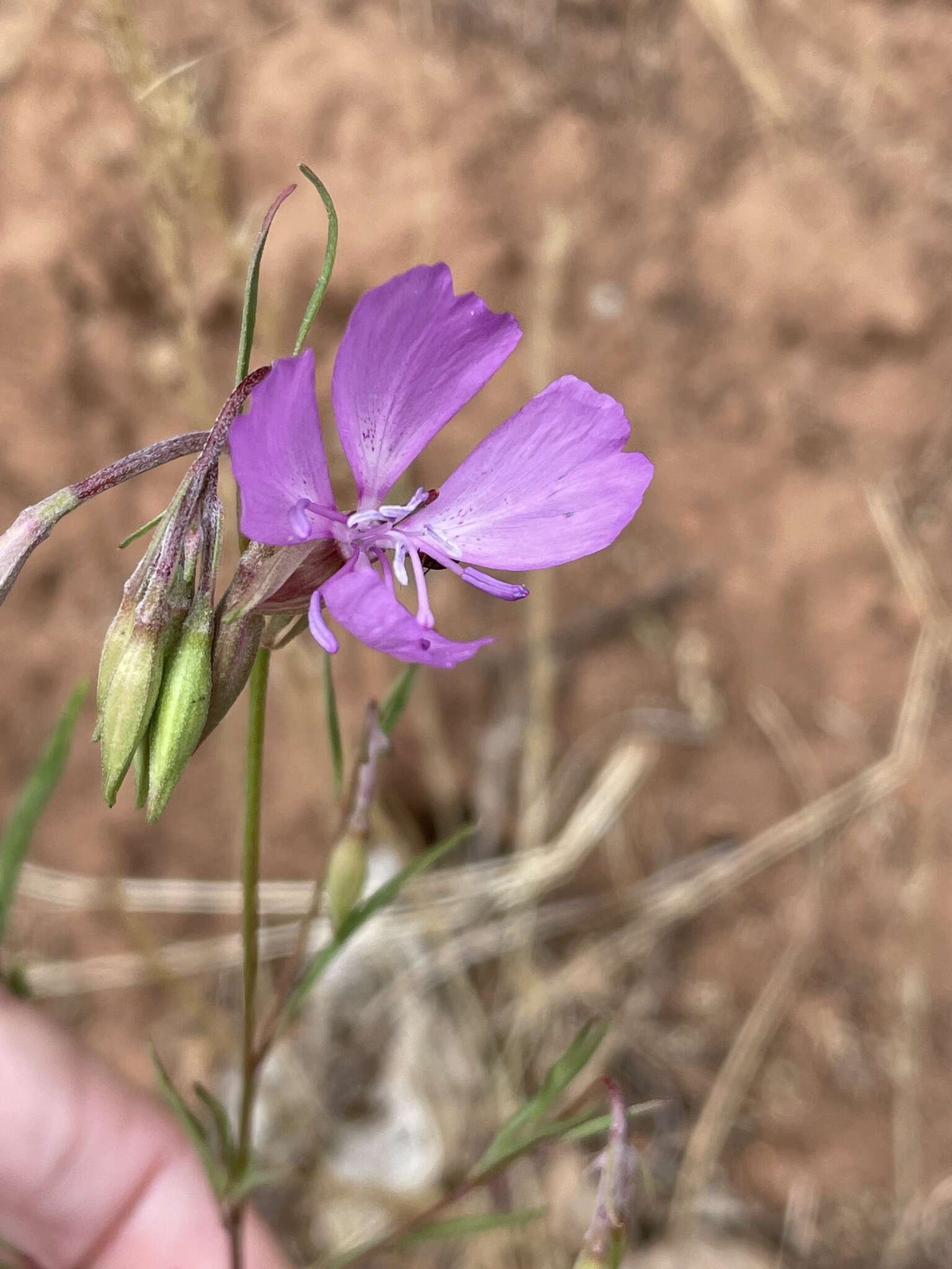 Plancia ëd Clarkia biloba subsp. brandegeae (Jepson) F. H. Lewis & M. E. Lewis