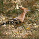 Upupa epops senegalensis Swainson 1837 resmi