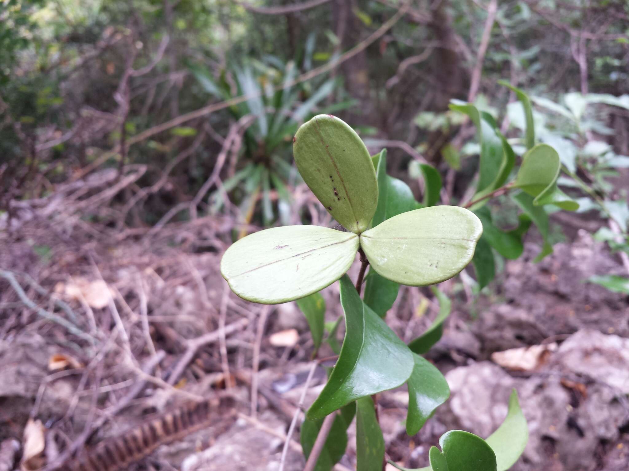 صورة Loeseneriella urceolus (Tulasne) N. Hallé