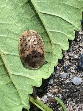 Image of Beet tortoise beetle