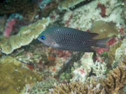 Image of White-axil damselfish