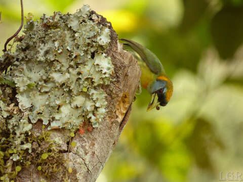 Image of Red-headed Barbet