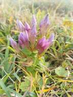 Image of Rough Gentian