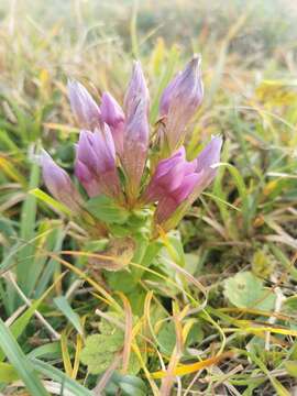 Image of Rough Gentian