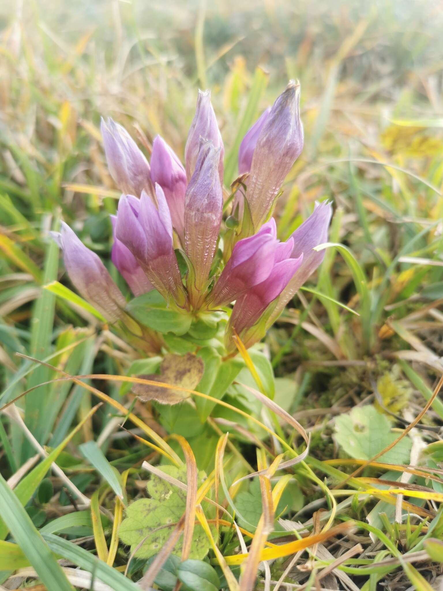 Image of Rough Gentian