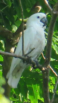 Image of Cacatua galerita triton Temminck 1849