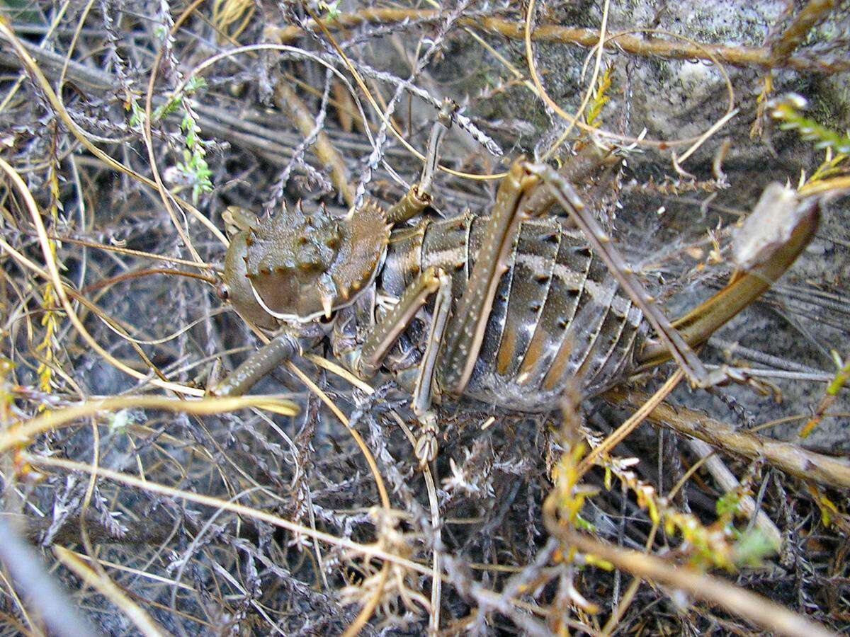 Image of Hetrodes pupus pupus (Linnaeus 1758)