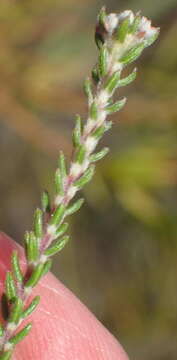 Image of Phylica alba Pillans