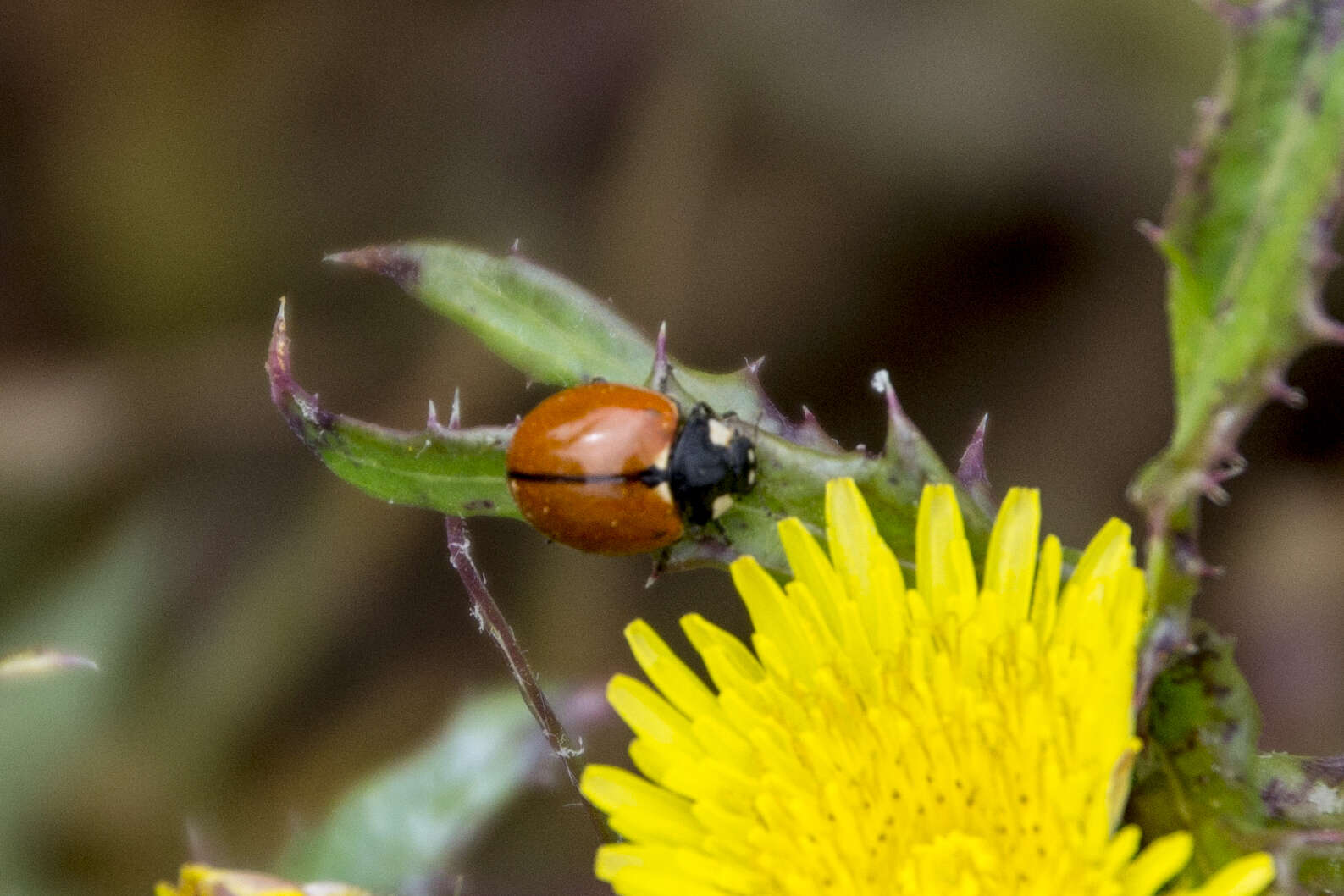 Imagem de Coccinella californica Mannerheim 1843