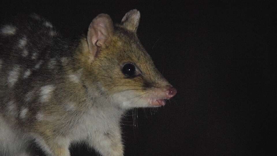 Image of quoll