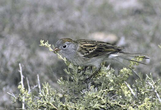 Image of Worthen's Sparrow