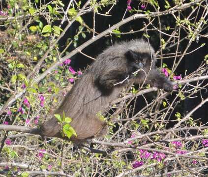 Image of Black-fronted Titi Monkey