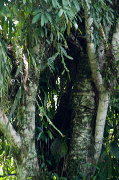 Plancia ëd Pfeiffera boliviana (Britton) D. R. Hunt