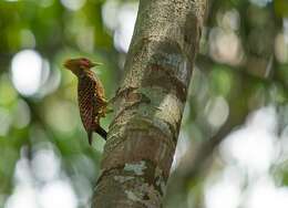 Image of Waved Woodpecker