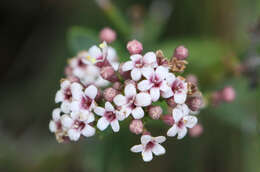 Image of Valeriana carnosa Sm.