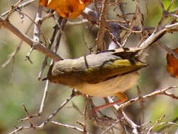 <i>Camaroptera brachyura sharpei</i>的圖片