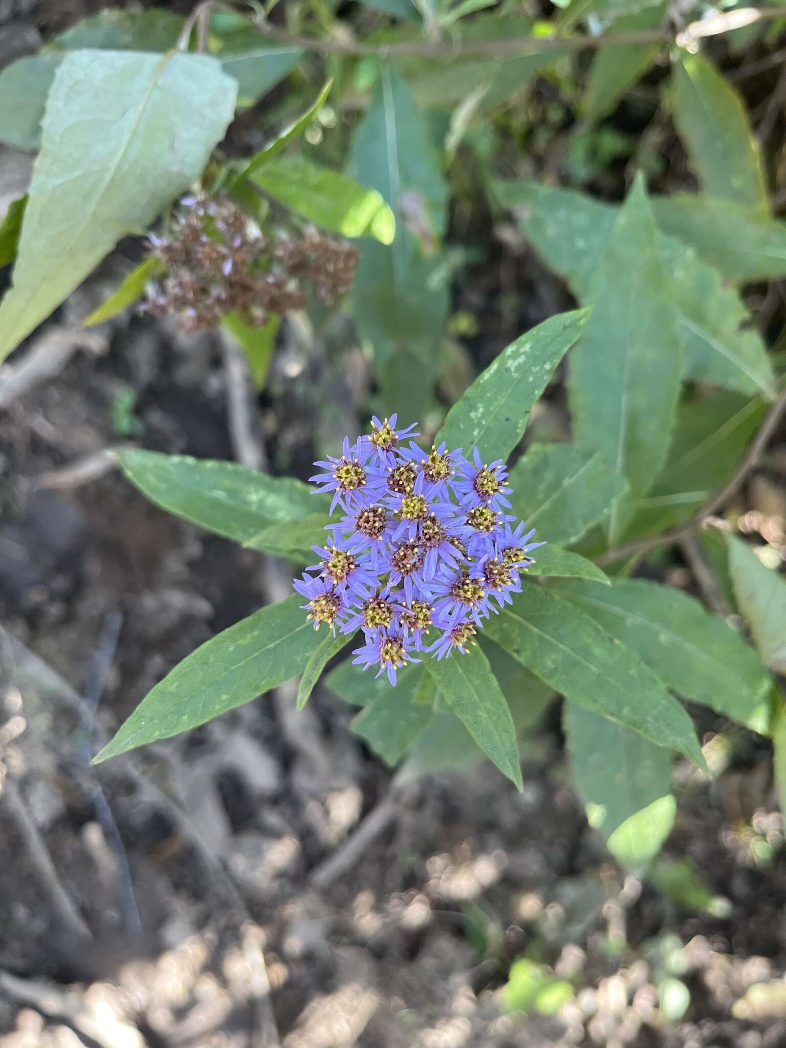 Image of Aster albescens (DC.) Wall. ex Hand.-Mazz.