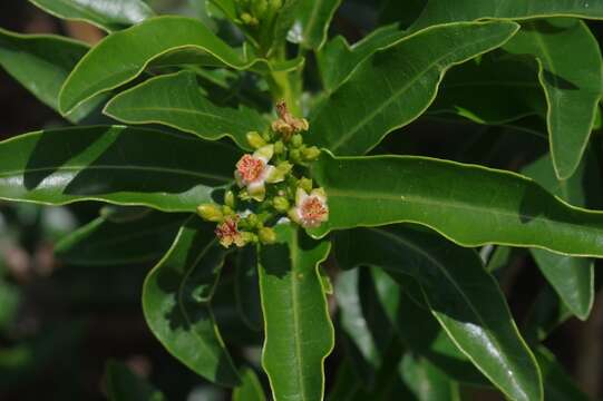 Image of Jatropha capensis (L. fil.) Sond.